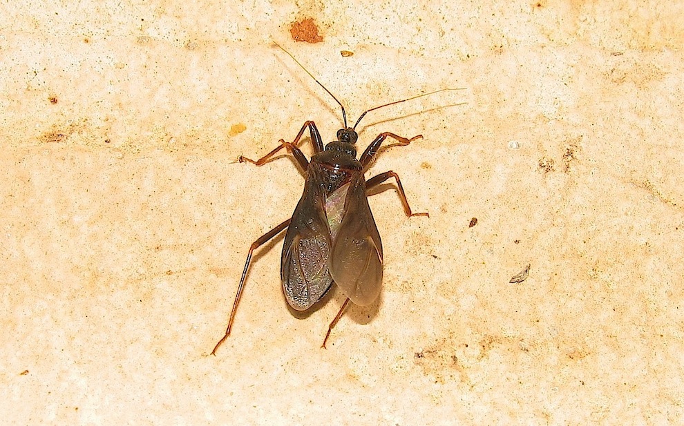 Reduviidae: Reduvius cf. personatus di Sardegna